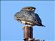 Merlin (Falco columbarius)