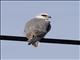 White-tailed Kite (Elanus leucurus)