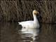 Snow Goose (Anser caerulescens)