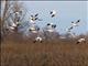 Snow Goose (Anser caerulescens)