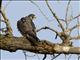 Peregrine Falcon (Falco peregrinus)