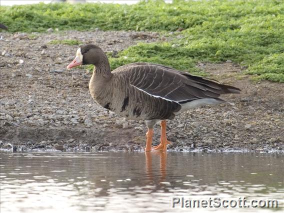 Greater White-fronted Goose (Anser albifrons)