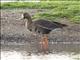 Greater White-fronted Goose (Anser albifrons)