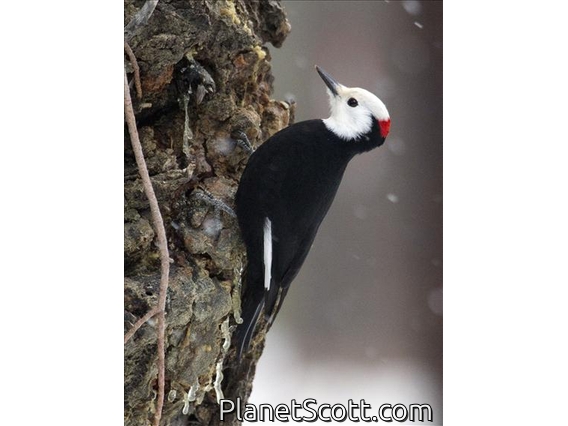 White-headed Woodpecker (Leuconotopicus albolarvatus)