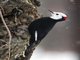 White-headed Woodpecker (Leuconotopicus albolarvatus)