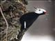 White-headed Woodpecker (Picoides albolarvatus)