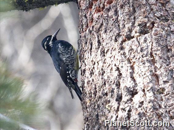 Williamson's Sapsucker (Sphyrapicus thyroideus)