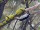 Hairy Woodpecker (Picoides villosus) - Female