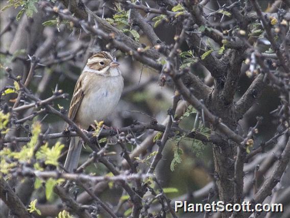 Clay-colored Sparrow (Spizella pallida)