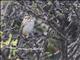 Clay-colored Sparrow (Spizella pallida)