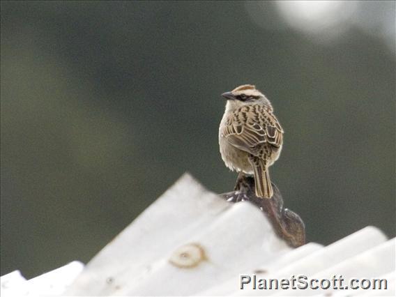 Striped Sparrow (Oriturus superciliosus)