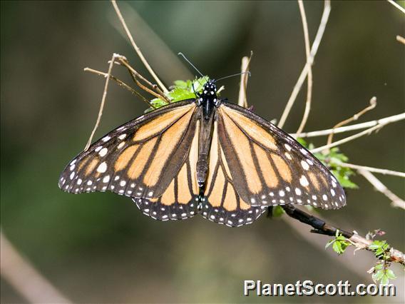 Monarch Butterfly (Danaus Plexippus)