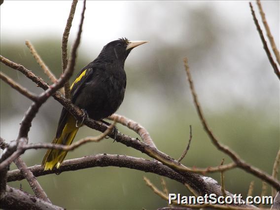 Yellow-winged Cacique (Cassiculus melanicterus)