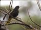 Yellow-winged Cacique (Cassiculus melanicterus)