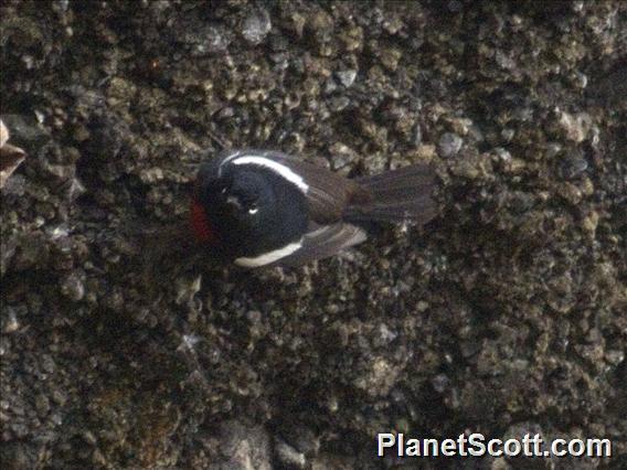 Painted Redstart (Myioborus pictus)