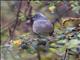 Grey Silky-flycatcher (Ptilogonys cinereus)