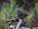 Canyon Towhee (Pipilo fusca)