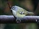 Blue-headed Vireo (Vireo solitarius)