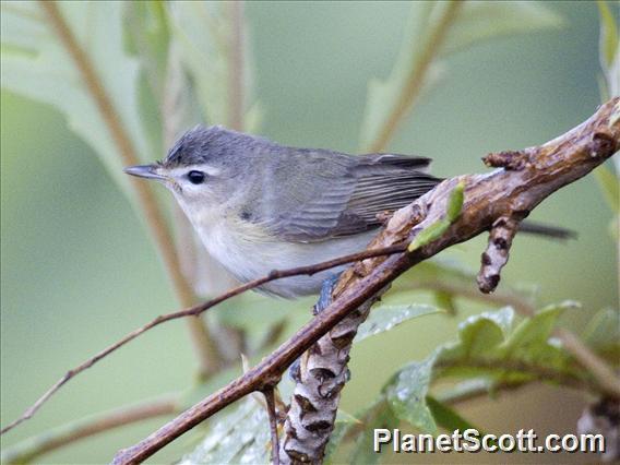 Warbling Vireo (Vireo gilvus)