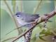 Warbling-Vireo (Vireo gilvus)