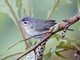 Western Warbling Vireo (Vireo swainsoni)