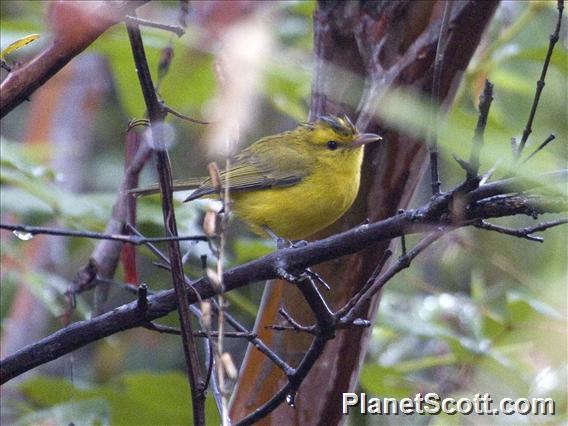 Golden Vireo (Vireo hypochryseus)