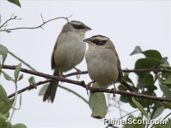 Stripe-headed Sparrow (Peucaea ruficauda)