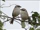 Stripe-headed Sparrow (Aimophila ruficauda)