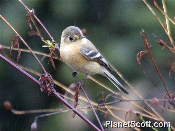 Buff-breasted Flycatcher (Empidonax fulvifrons)