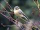 Buff-breasted Flycatcher (Empidonax fulvifrons)