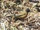 Spotted Towhee (Pipilo erythrophthalmus macronyx)