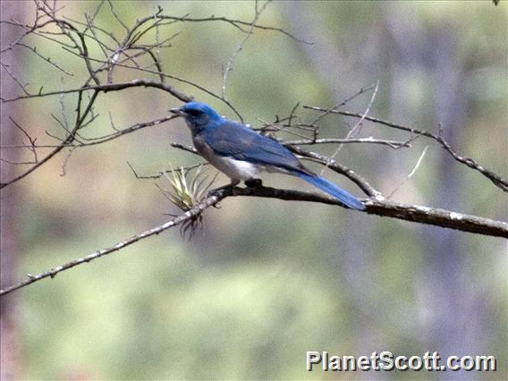 Transvolcanic Jay (Aphelocoma ultramarina)