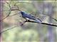 Mexican Jay (Aphelocoma ultramarina)