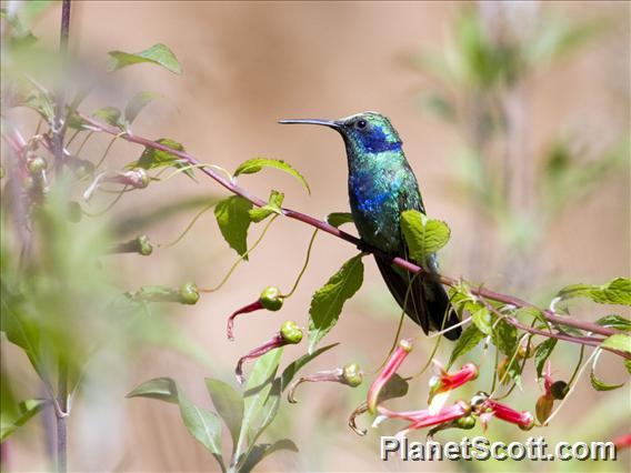 Mexican Violetear (Colibri thalassinus)