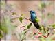 Mexican Violetear (Colibri thalassinus)