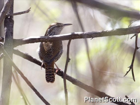 Banded Wren (Thryophilus pleurostictus)