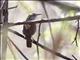 Banded Wren (Thryothorus pleurostictus)