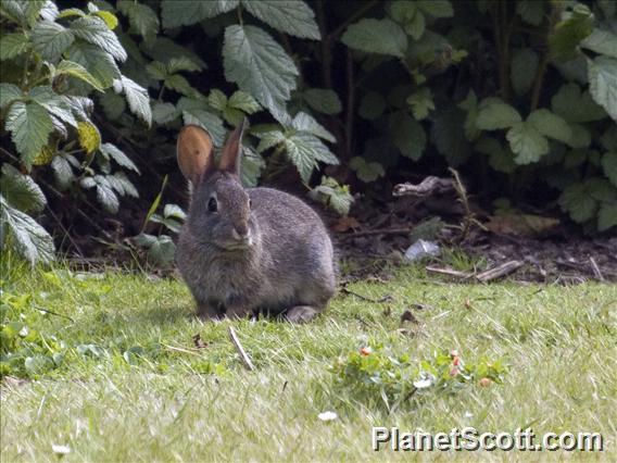 Brush Rabbit (Sylvilagus bachmani)