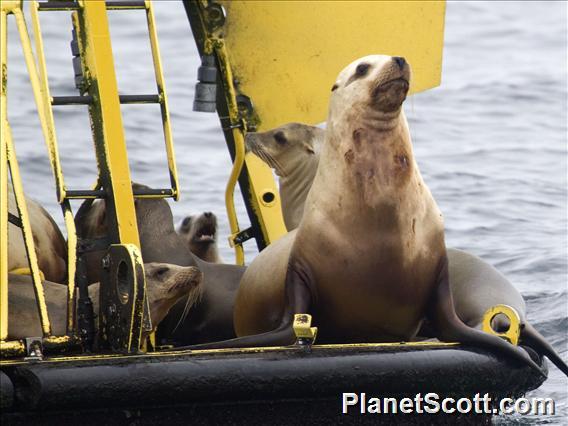 Steller Sea Lion (Eumetopias jubatus)