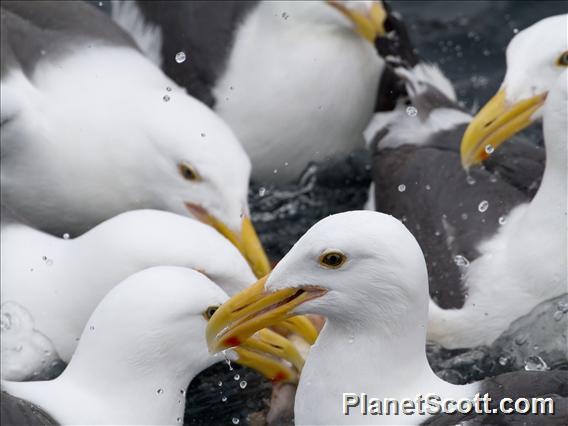 Western Gull (Larus occidentalis)