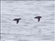 Rhinoceros Auklet (Cerorhinca monocerata)