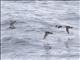 Red Phalarope (Phalaropus fulicaria) - Flight