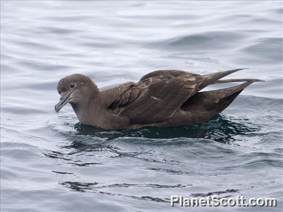 Sooty Shearwater (Ardenna grisea)