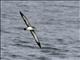 Pink-footed Shearwater (Ardenna creatopus)