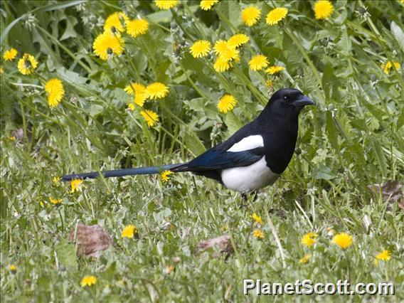 Black-billed Magpie (Pica hudsonia)