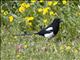 Black-billed Magpie (Pica pica)