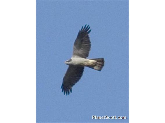 American Goshawk (Astur atricapillus)