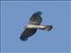 American Goshawk (Accipiter atrocapillus)