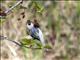 Common Redpoll (Carduelis flammea)