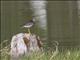 Greater Yellowlegs (Tringa melanoleuca)